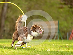 Fast australian shepherd dog is running through an arc in Hoopers course