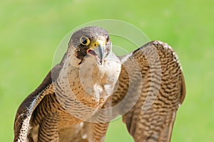 Fast bird predator accipiter or peregrine with open beak