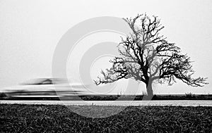 Fast car and tree on road