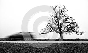 Fast car and tree on road