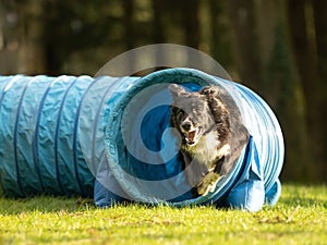 Fast Border Collie dog is running through an agility tunnel. Training for a sports competition