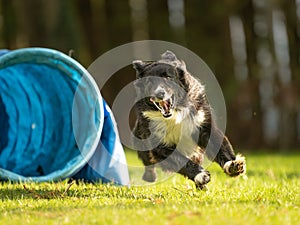 Fast Border Collie dog is running through an agility tunnel. Training for a sports competition