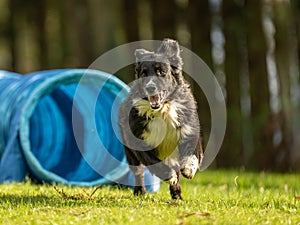 Fast Border Collie dog is running through an agility tunnel. Training for a sports competition