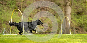 Fast Border Collie dog is running through an arc in Hoopers course