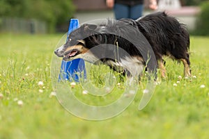 Fast Border Collie dog runs around a cone