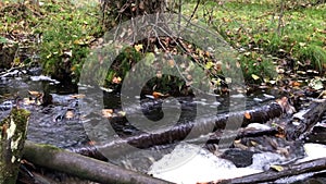 fast cold stream, forest landscape, panorama