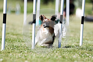 Fast and crazy tricolor papillon running agility course