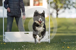 Fast Dog jumps over hurdle - Border collie