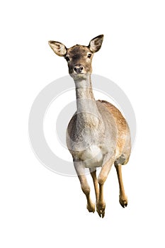 Fast fallow deer doe running from front view with copy space