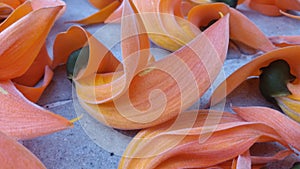 Fast flower bloom dry red.