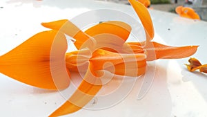 Fast flower bloom dry red.