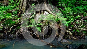 Fast flowing river in a wild area -Slow panning video