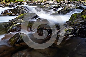 A fast flowing shallow creek runs over algae covered pebbles and rocks in Olympic National Park, Washington State, USA