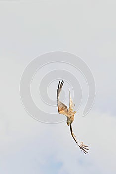 Fast flying acrobatics in perfection