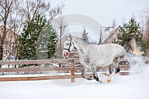 Fast gray thoroughbred horse in the snow