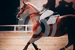 A fast horse with a rider in the saddle gallops through the an outdoor arena on a summer evening. Equestrian sports and horse