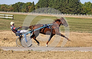 fast horse trotter breed in motion