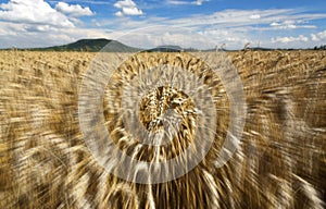 Fast motion in the wheat field in summer time