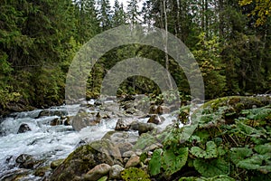 fast mountain rocky river in forest with waterfall