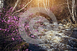 A fast mountain stream and flowering shrub on the bank. Spring pink rhododendron flowers on the background of rushing water in a