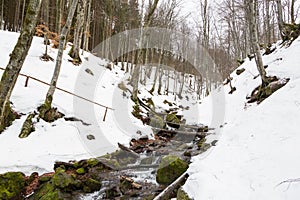 Stream in a mountain winter forest.