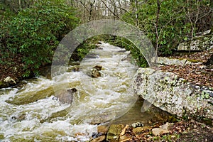 A Fast Moving Mountain Rocky Stream in Goshen Pass, Virginia