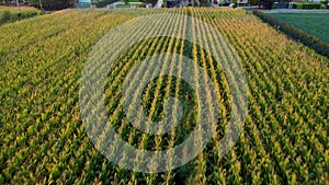 Fast moving scenic Aerial view of corn fields at sunset in the italian countryside. Concept of farming and agriculture. Rural