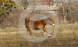 Fast red horse running on the field