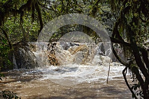 Fast river in Kakamega Forest. Kenya.