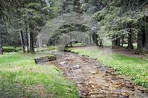 Fast river near forest in Bucegi mountains,  Romania