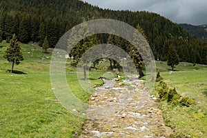 Fast river near forest in Bucegi mountains,  Romania