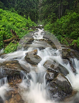 Fast river in the summer forest