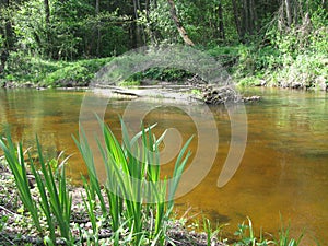 Fast river in the summer heat.