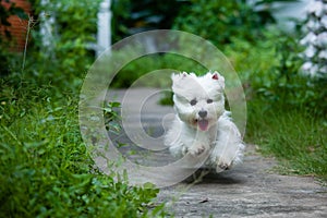 Fast running westie