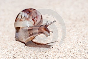 Fast snail