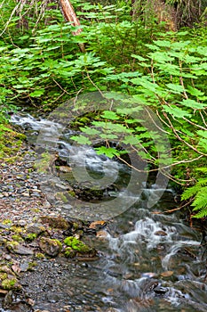 Fast streaming creek, Girdwood, Alaska, USA