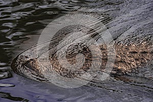 Fast Swimming Alligator in Pursuit of Dinner