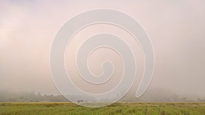 fast time lapse of moving fog on rice field in the morning