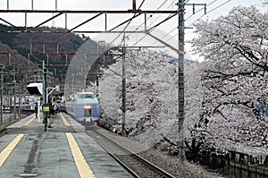 A fast train passing by the platform of a local station with sakura cherry blossoms lining up along the railway