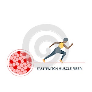 Fast twitch white muscle fiber type illustration