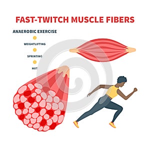 Fast twitch white muscle fiber type illustration