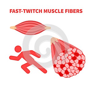 Fast twitch white muscle fiber type illustration