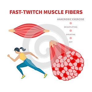 Fast twitch white muscle fiber type illustration