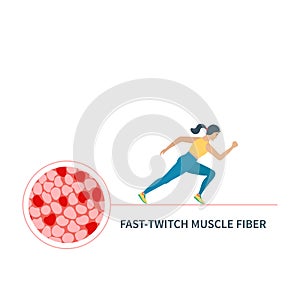 Fast twitch white muscle fiber type illustration