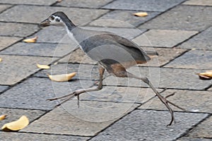 Fast White breasted waterhen running across a brick pathway