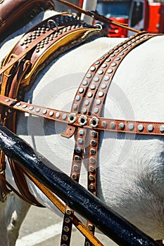 Fastening the cart to the horse`s collar, close-up