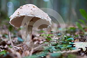 The fastest and easiest way to mushroom, forest, nature photo