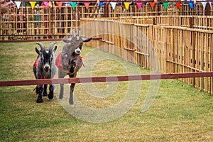 The fastest goat is jumping before another one in goat race