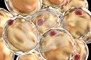 Fat adipose cells photo