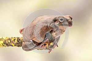 Fat Australian Tree Frog, Litoria Caerulea, sitting on a single branch.